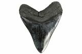 Fossil Megalodon Tooth - South Carolina #170497-2